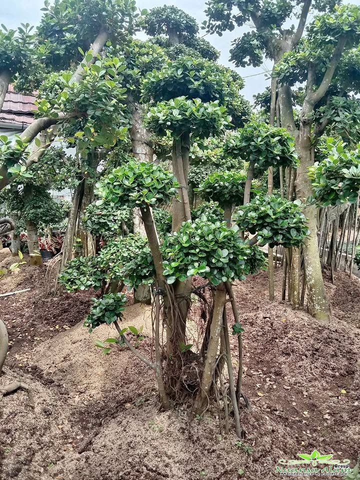 Harga Pohon Bonsai Beringin Korea